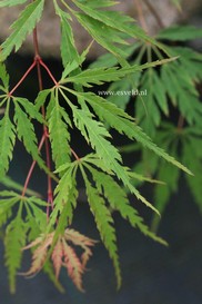 Acer palmatum 'Faun'