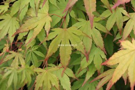 Acer palmatum 'Chyugu ji'