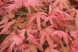 Acer palmatum 'Phoenix'