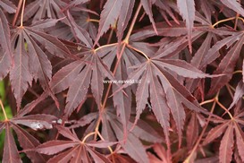 Acer palmatum 'Immoyama'