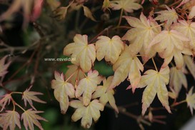 Acer palmatum 'Seigen Aureum'