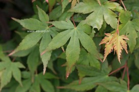 Acer palmatum 'Shohrei ki ji'