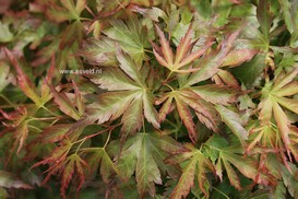 Acer palmatum 'Cynthia's Crown Jewel'