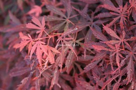 Acer palmatum 'Jerre Schwartz'