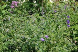 Symphytum 'Azureum'