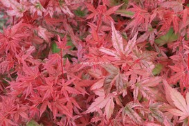 Acer palmatum 'Johnnie's Pink'