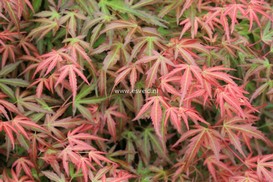 Acer palmatum 'Wilson's Pink Dwarf'