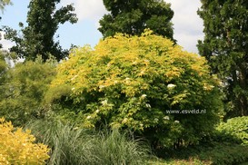 Sambucus nigra 'Aurea'