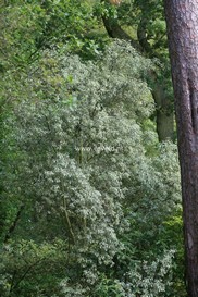 Pittosporum tenuifolium 'Silver Queen'