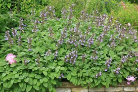 Salvia officinalis 'Berggarten'