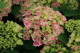 Hydrangea macrophylla 'Frau Katsuko'