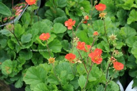 Geum coccineum 'Borisii'