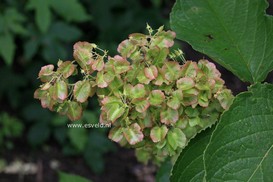 Tripterygium regelii