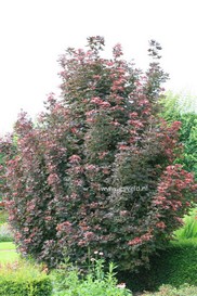 Acer platanoides 'Crimson Sentry'
