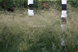 Stipa arundinacea