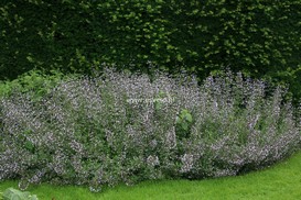 Calamintha nepeta 'Blue Cloud'