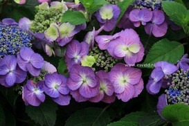 Hydrangea macrophylla 'Mak02' (BLUEBERRY CHEESECAKE)