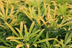 Choisya 'Hilgold' (AZTEC GOLD)