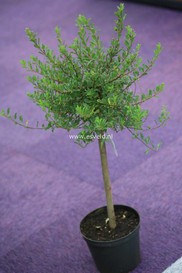 Salix arctica 'Yalta'