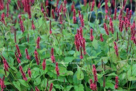 Persicaria amplexicaulis 'Blackfield'