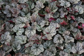 Heuchera 'Silver Scrolls' Heuchera 'Silver Scrolls'