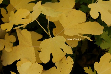 Ficus carica 'Brown Turkey' Ficus carica 'Brown Turkey'