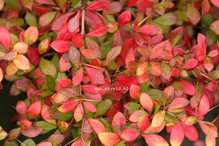 Berberis media 'Duel Jewel'