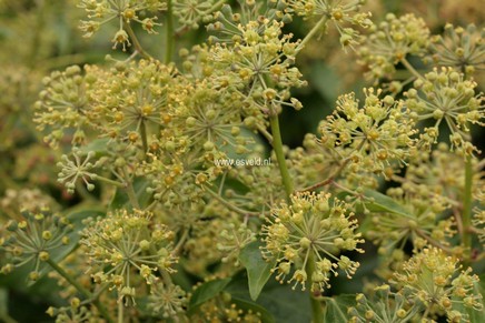 Hedera helix Arborescens group