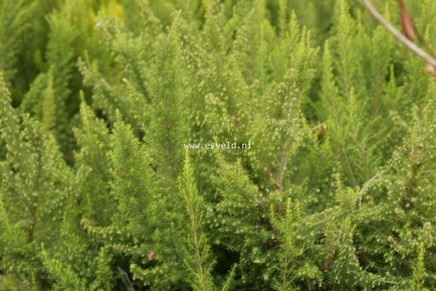 Erica lusitanica