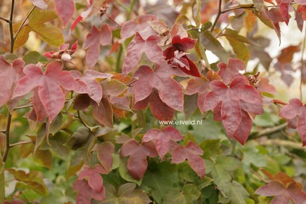 Liquidambar formosana 'Ellen'