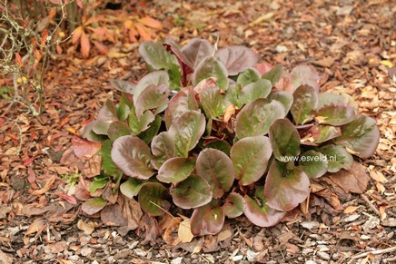 Bergenia 'Ouverture'
