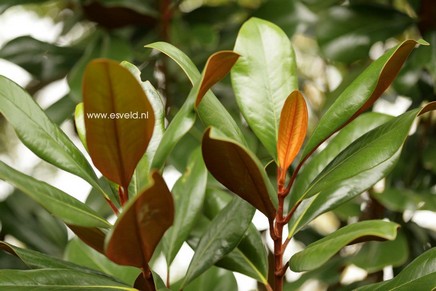 Magnolia grandiflora 'D.D. Blanchard'