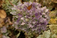 Hydrangea macrophylla 'Marechal Foch'