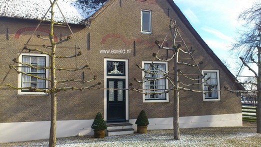 Tilia (leilinde)
