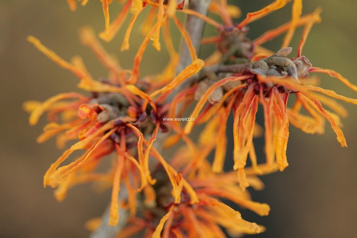 Hamamelis intermedia 'Aphrodite'