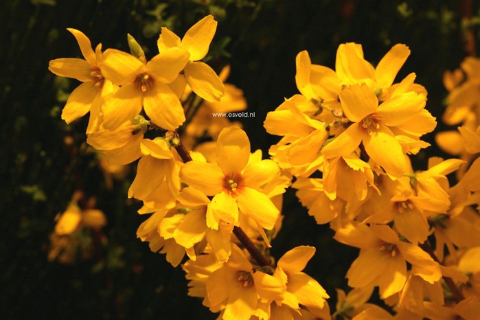 Forsythia intermedia 'Goldrausch'