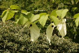 Davidia involucrata Davidia involucrata