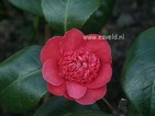 Camellia japonica 'Cardinal's Cap'