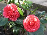 Camellia japonica 'Coquettii'
