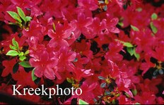 Azalea 'Alice'