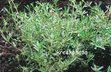 Coprosma kirkii 'Variegata' Coprosma kirkii 'Variegata'