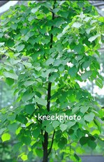 Tilia europaea 'Pallida'