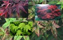 Acer  Aanbiedingspakket, 4 verschillende