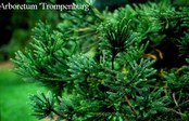 Cryptomeria japonica 'Araucarioides'