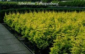 Cupressocyparis leylandii 'Gold Rider'