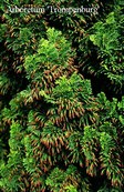 Chamaecyparis obtusa 'Rigid Dwarf'
