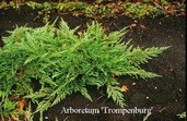 Juniperus horizontalis 'Prince of Wales'