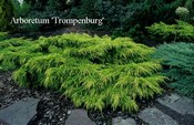 Juniperus pfitzeriana 'Gold Coast'