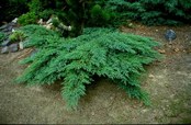 Juniperus sabina 'Rockery Gem'