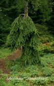 Picea abies inversa Picea abies inversa